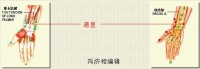 通里穴