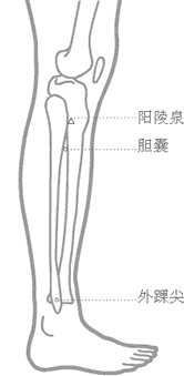 阳陵泉穴