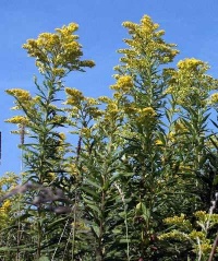 加拿大一枝黄花