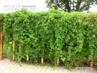啤酒花