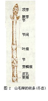 周皮