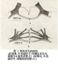 周皮