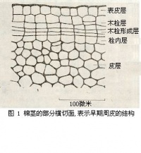 周皮