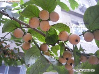 君迁子