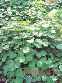 天胡荽