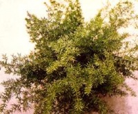 天冬草