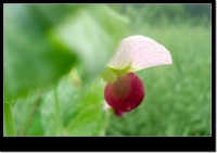 大巢菜