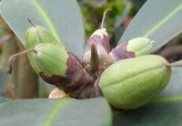 大头茶