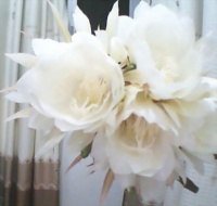 昙花