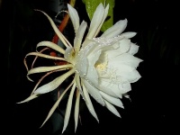昙花