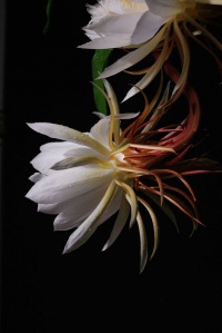 昙花