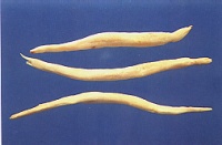 明党参