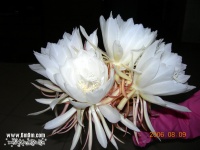 昙花