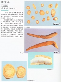 明党参