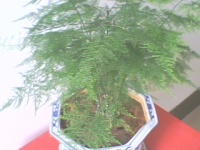 文竹