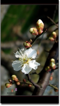 白梅花