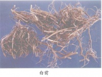 白前
