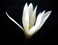 白兰花