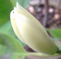白兰花