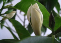 白兰花