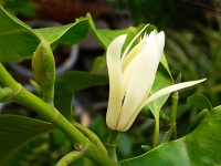 白兰花