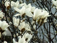 白兰花