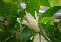 白兰花