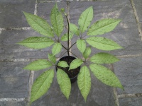 竹节参