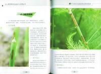 茭白