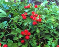 茅莓