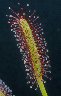 茅膏菜