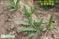 苦菜