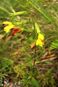 阴行草