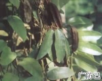 防己