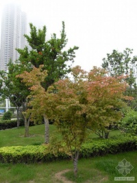 鸡爪槭